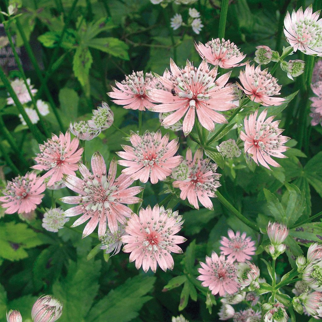 Isotähtiputki Rosea
