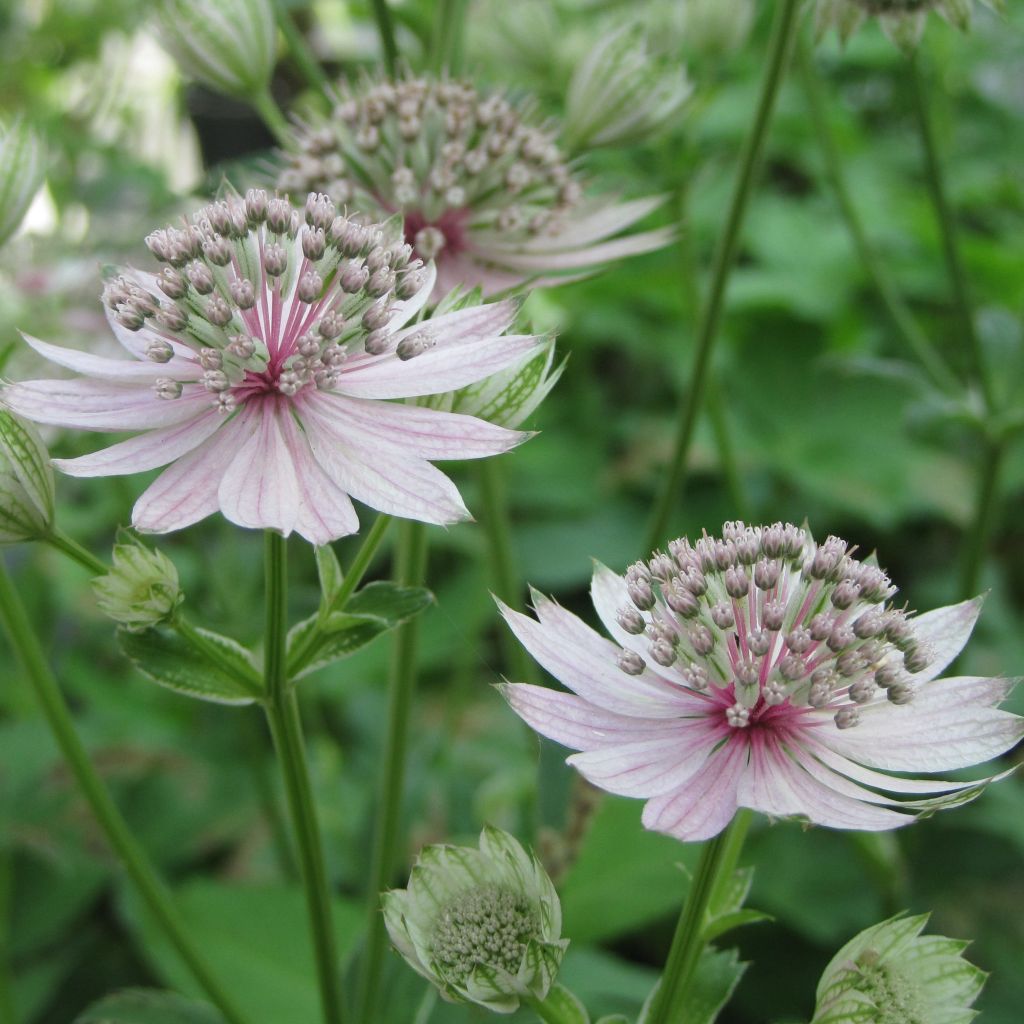 Isotähtiputki Rosea