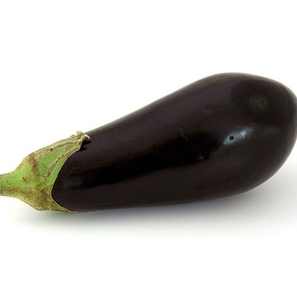 Munakoiso Avan F1 taimena