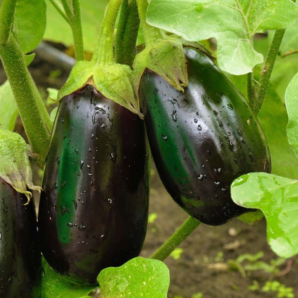 Munakoiso Bonica F1