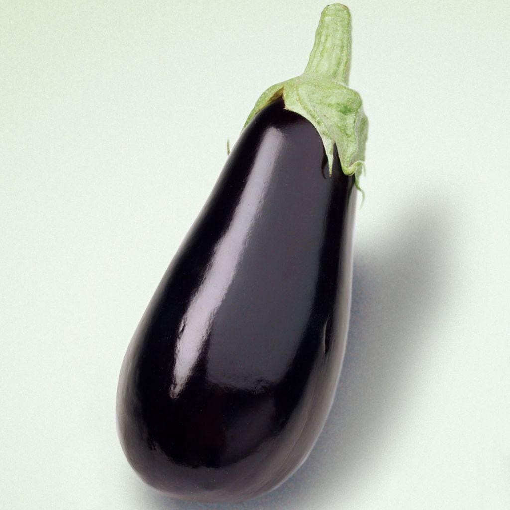Munakoiso Sultane vartettu taimena