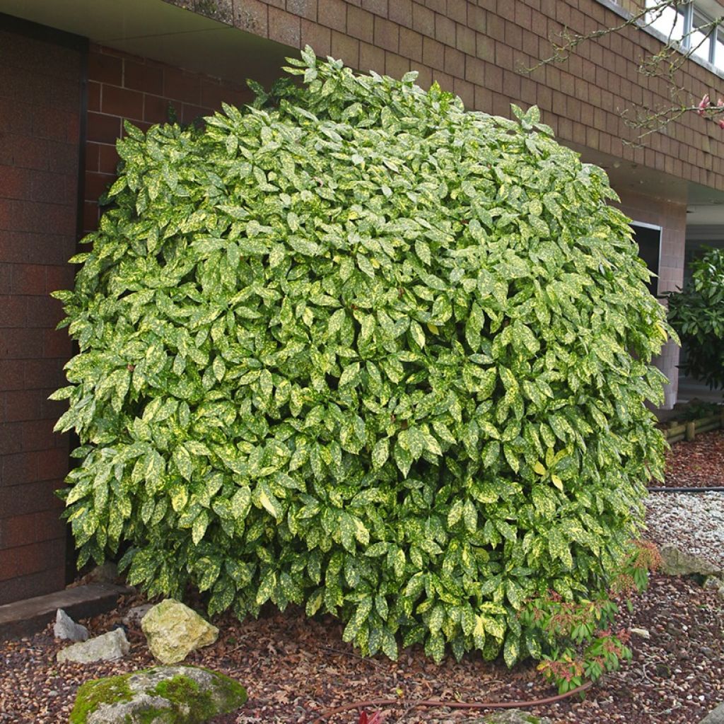 Kiiltopensas Variegata