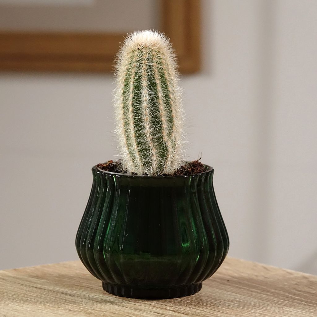 Austrocephalocereus dybowskii