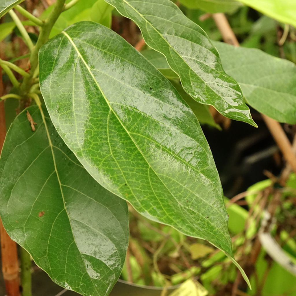 Avokado Bacon