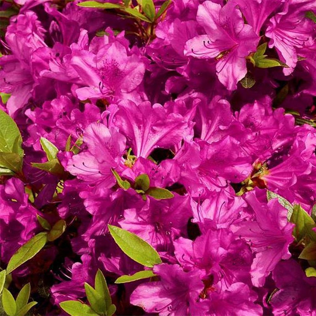 Japaninatsalea Purple Splendor