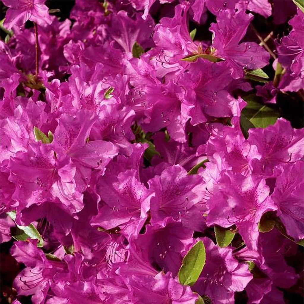 Japaninatsalea Purple Splendor