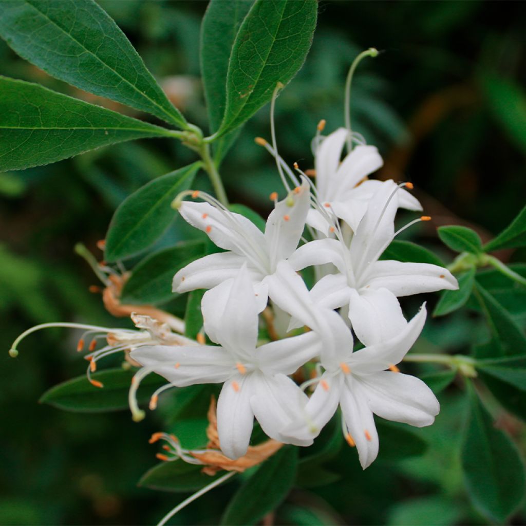 Atsalea - Rhododendron (Azalea) canescens