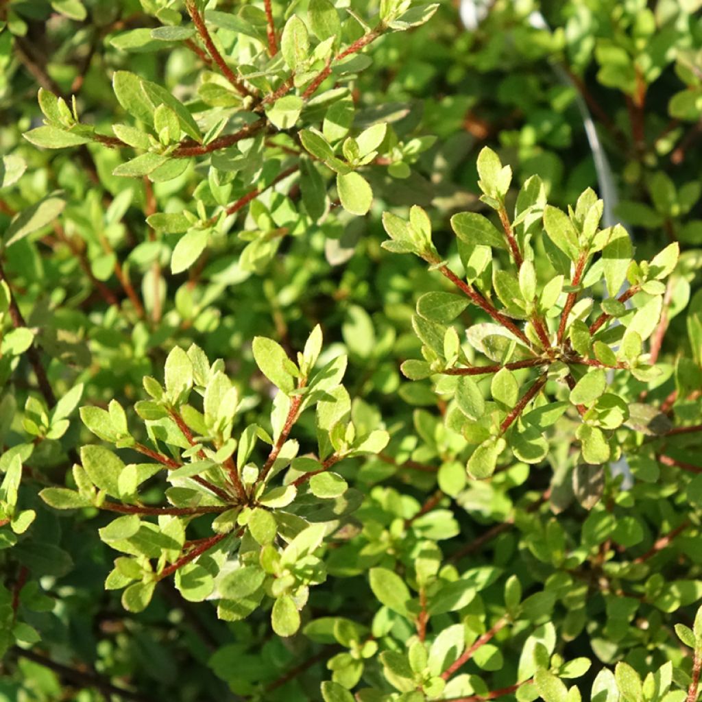 Atsalea - Rhododendron (Azalea) serpyllifolium