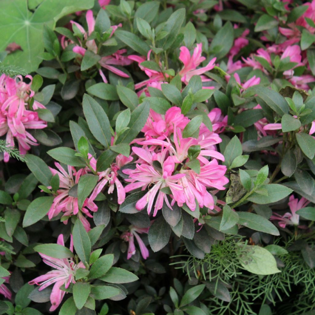 Japaninatsalea Pink Star