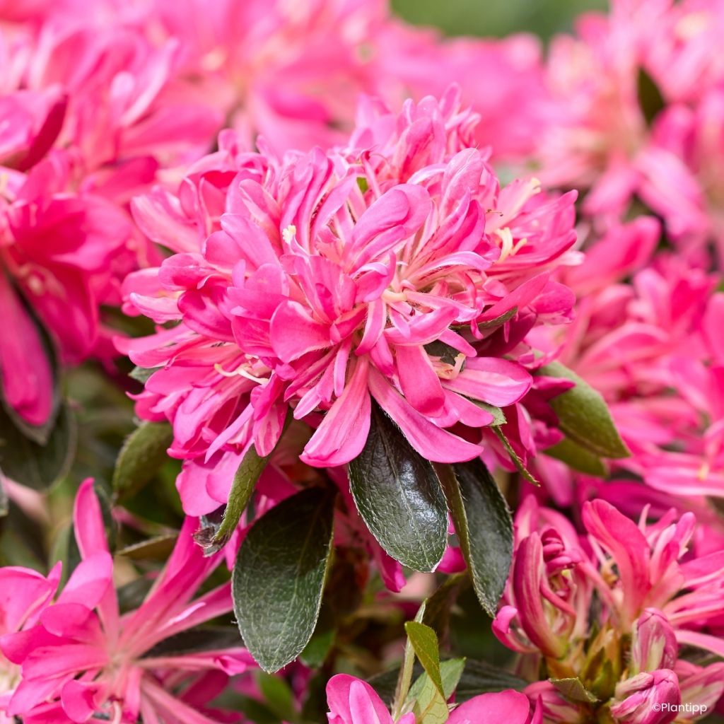 Japaninatsalea Pink Star