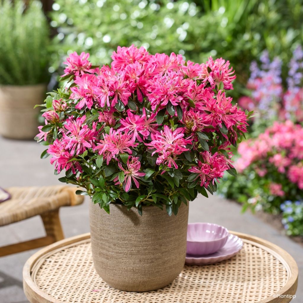 Japaninatsalea Pink Star