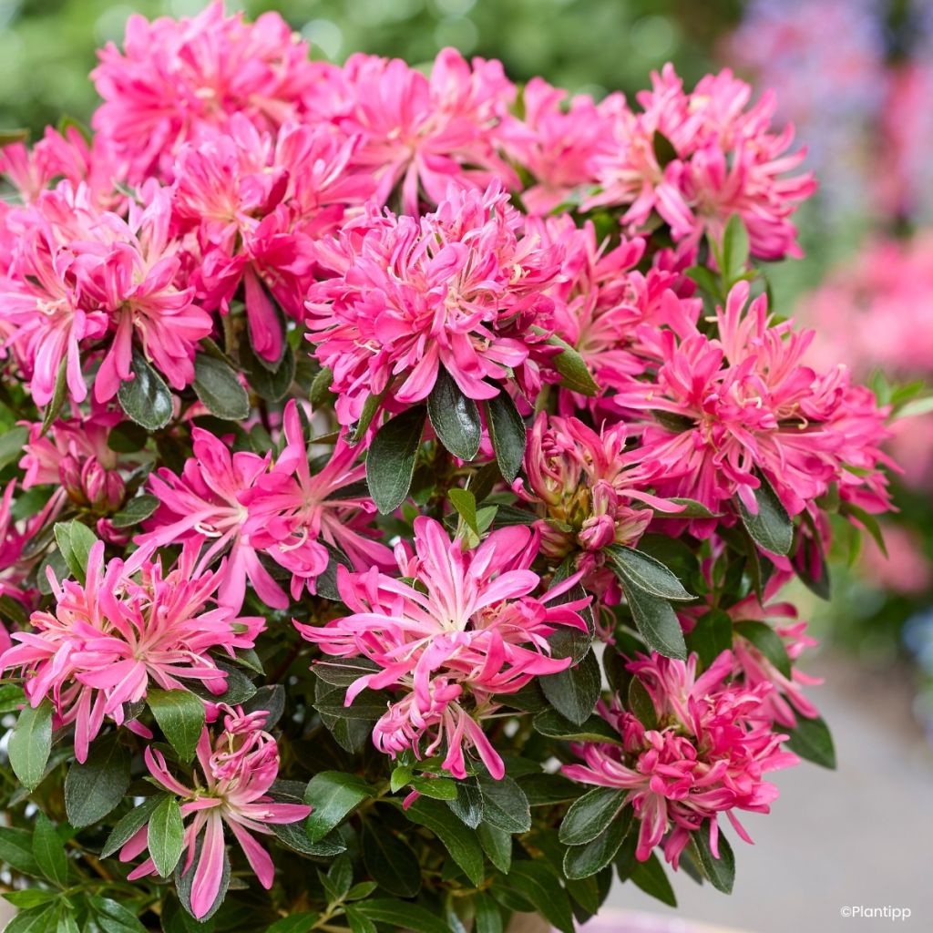 Japaninatsalea Pink Star