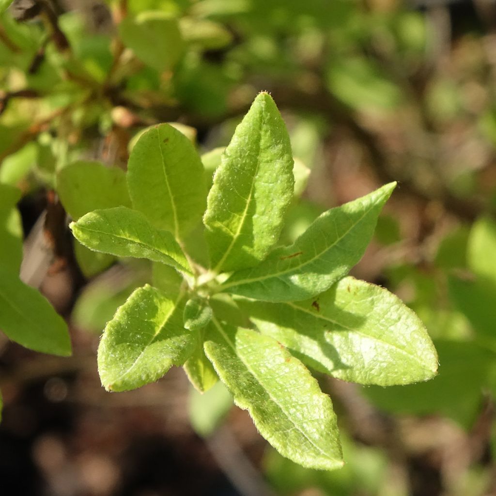 Puistoatsalea Fraseri