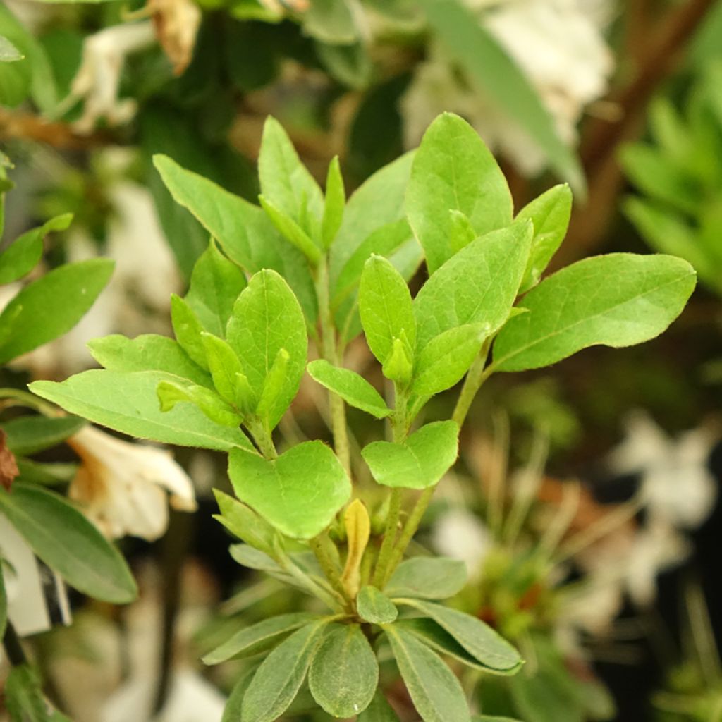 Japaninatsalea Adonis