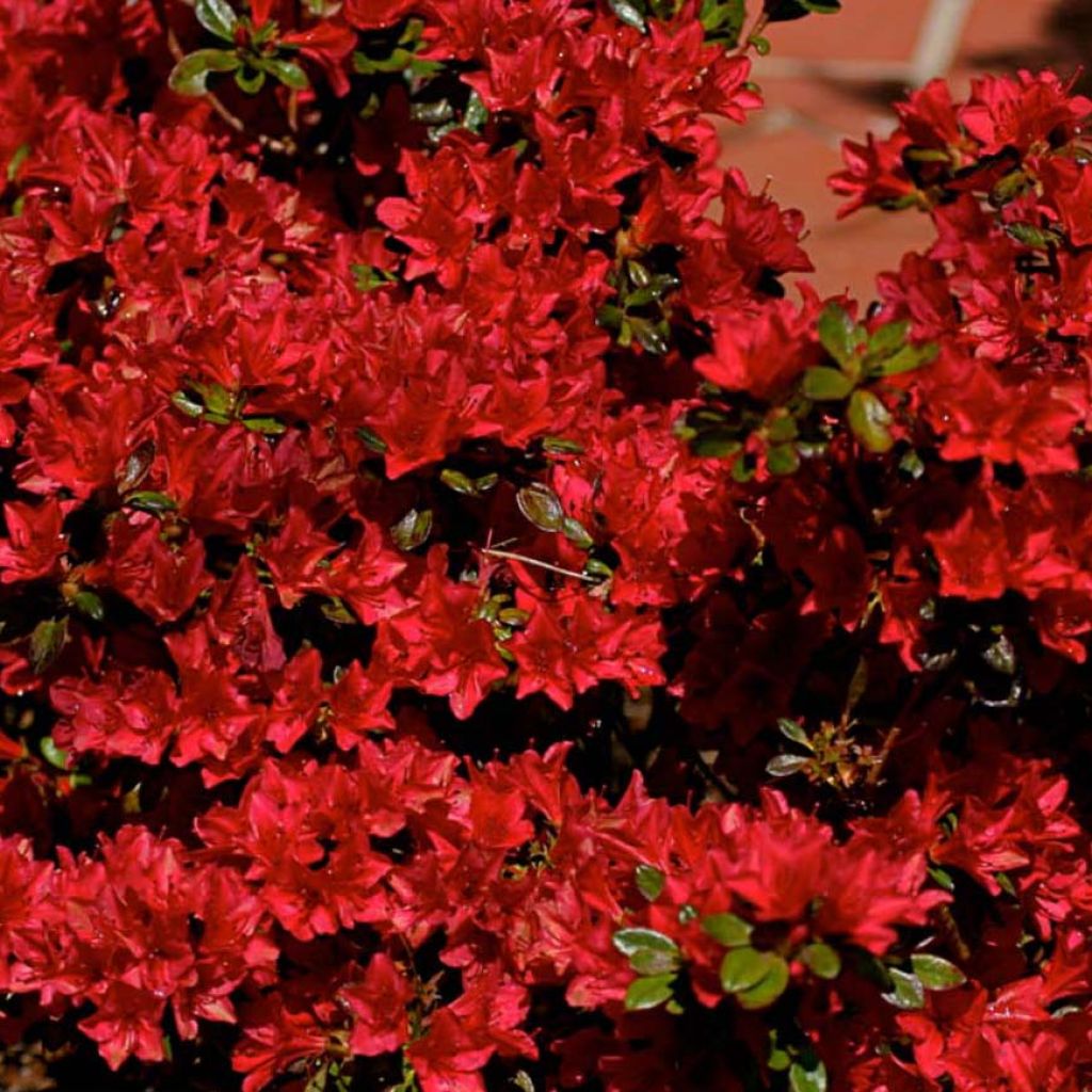 Japaninatsalea Hino-Crimson