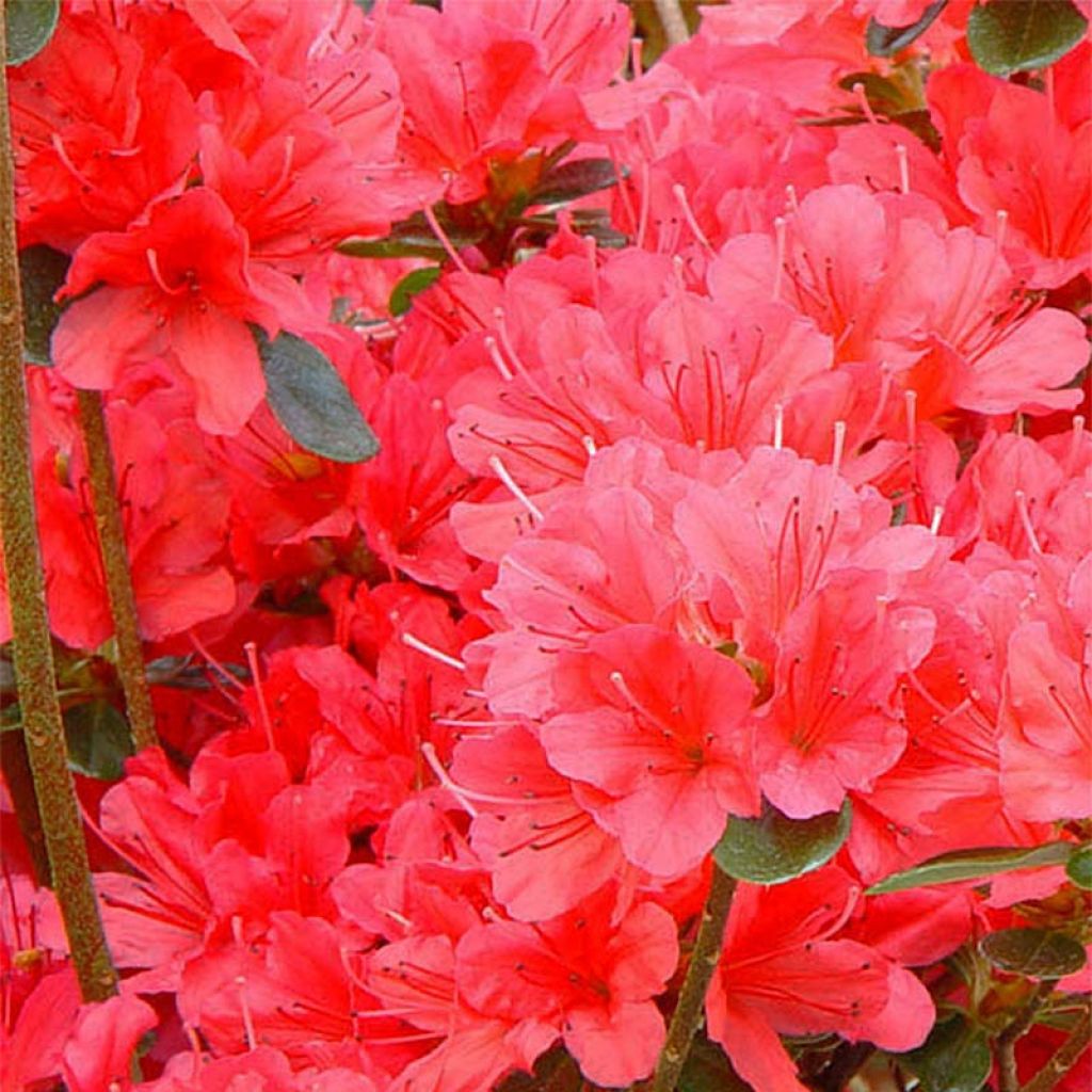Japaninatsalea Moederdag