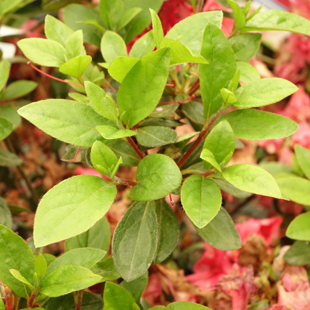 Japaninatsalea Vuyk's Scarlet