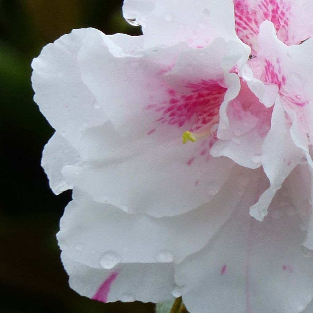 Japaninatsalea White Prince