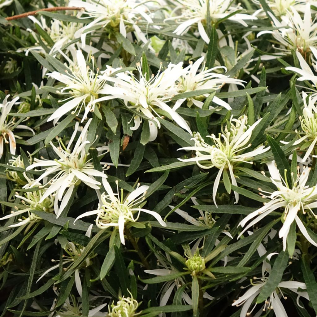 Japaninatsalea Star Style White