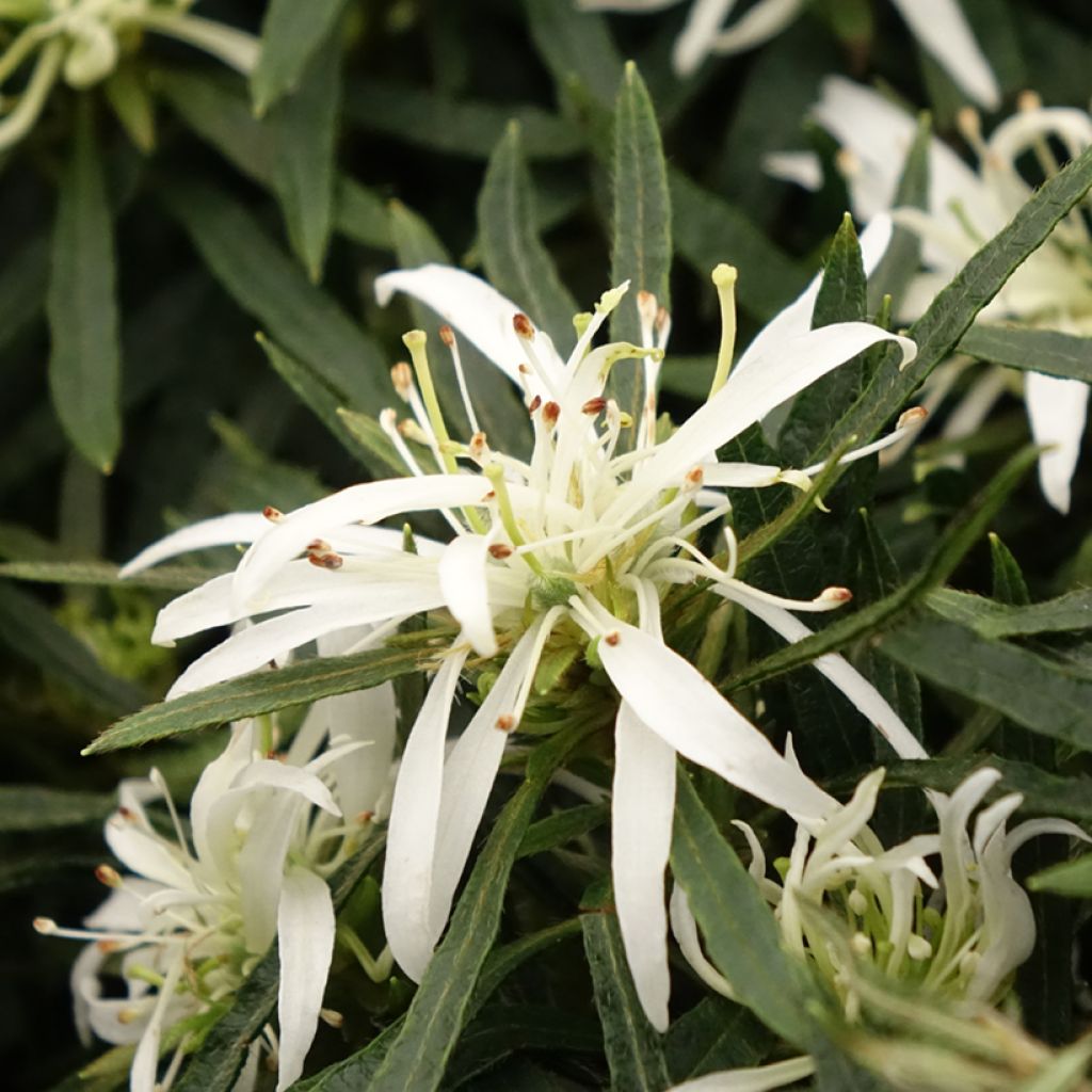 Japaninatsalea Star Style White