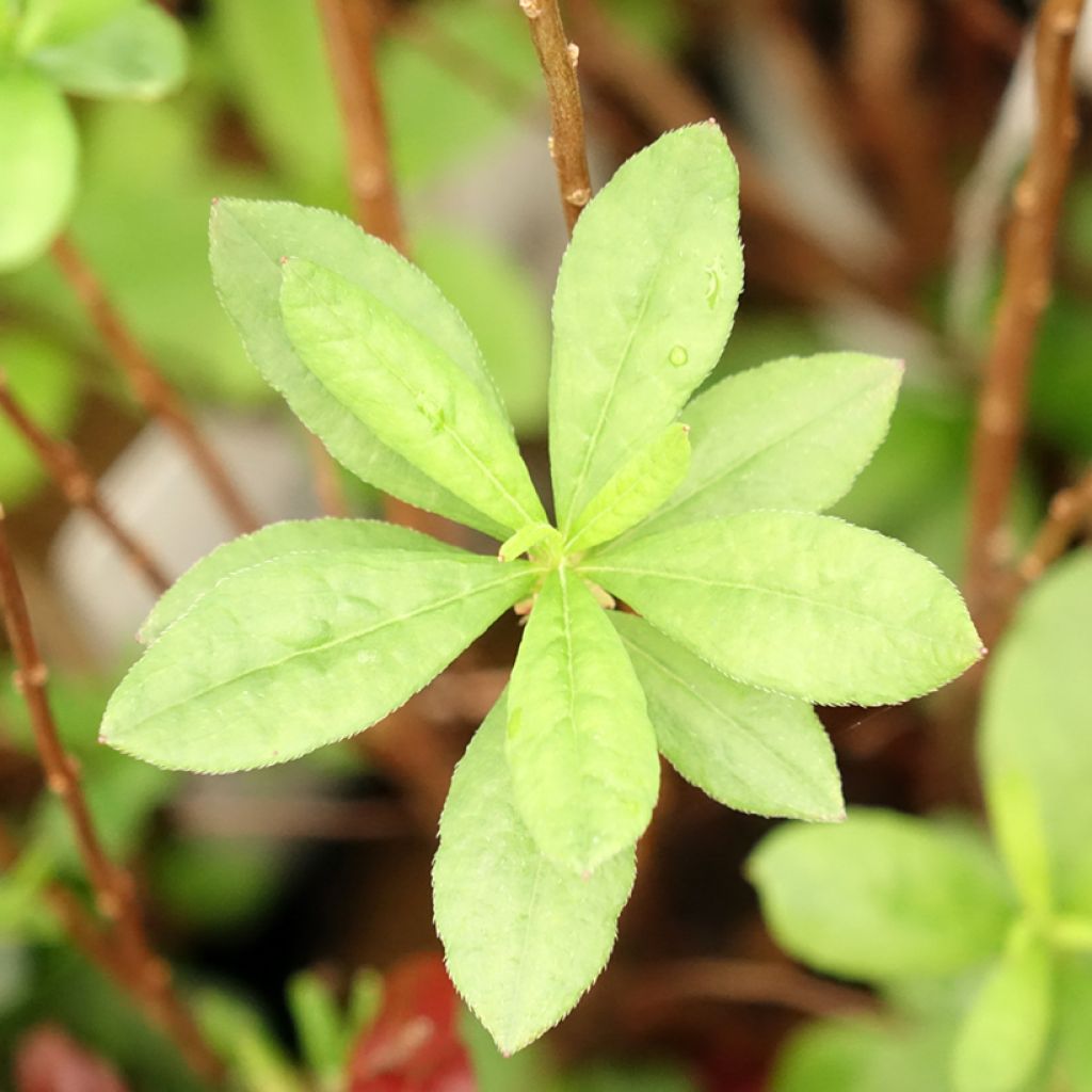 Atsalea Viscosa
