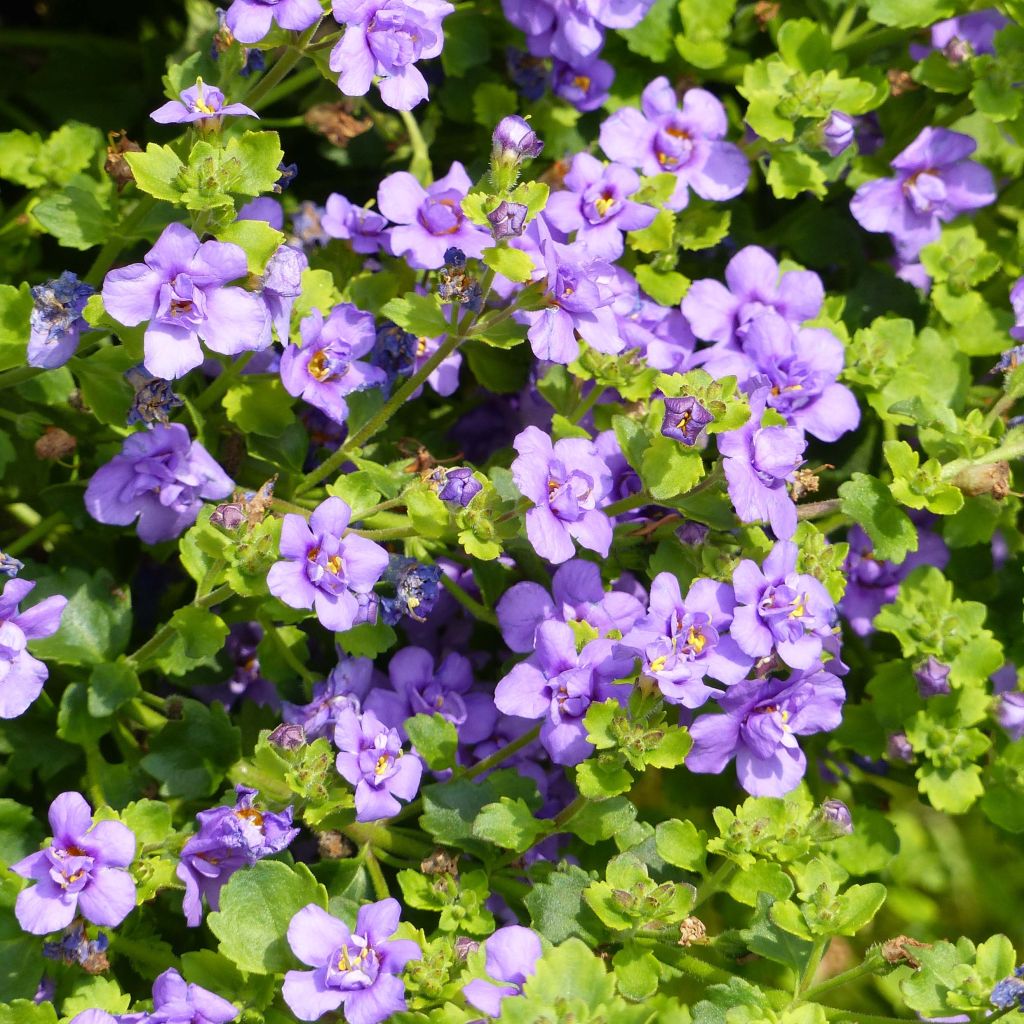 Lumihiutale Scopia Double Indigo
