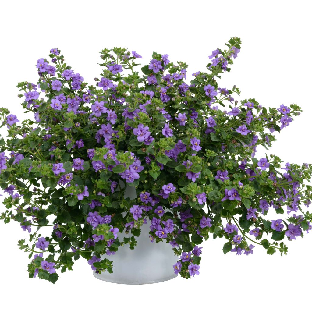 Lumihiutale Scopia Double Indigo