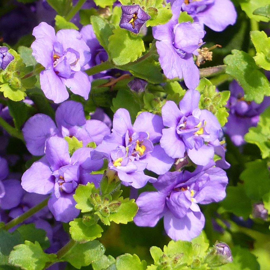 Lumihiutale Scopia Double Indigo