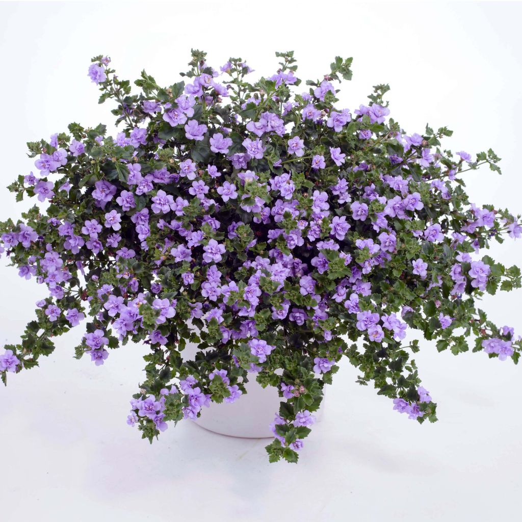 Lumihiutale Scopia Double Lavender