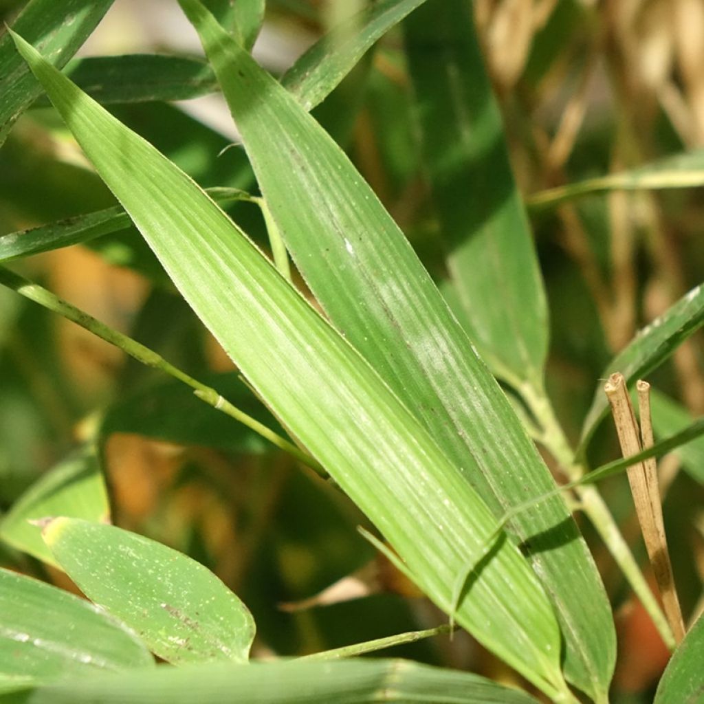 Bambu Koï