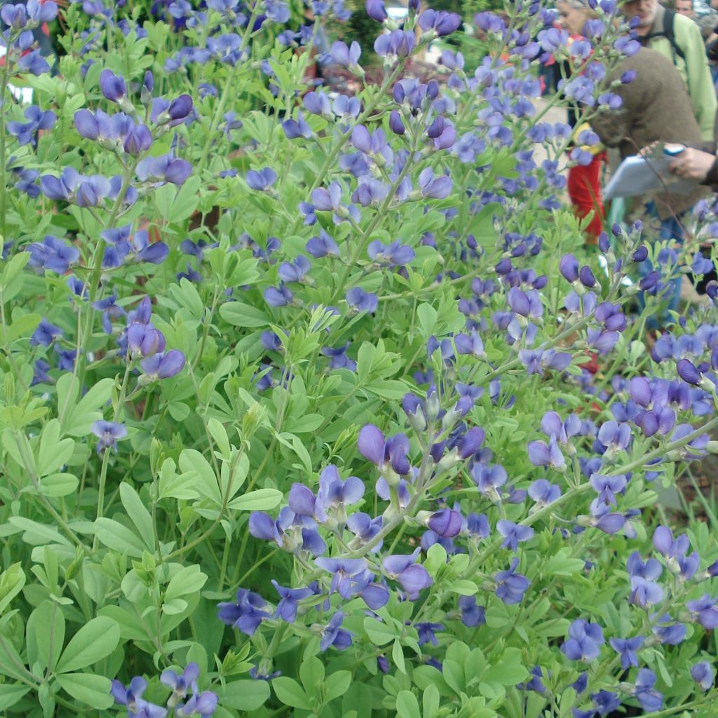 Etelänherne - Baptisia australis