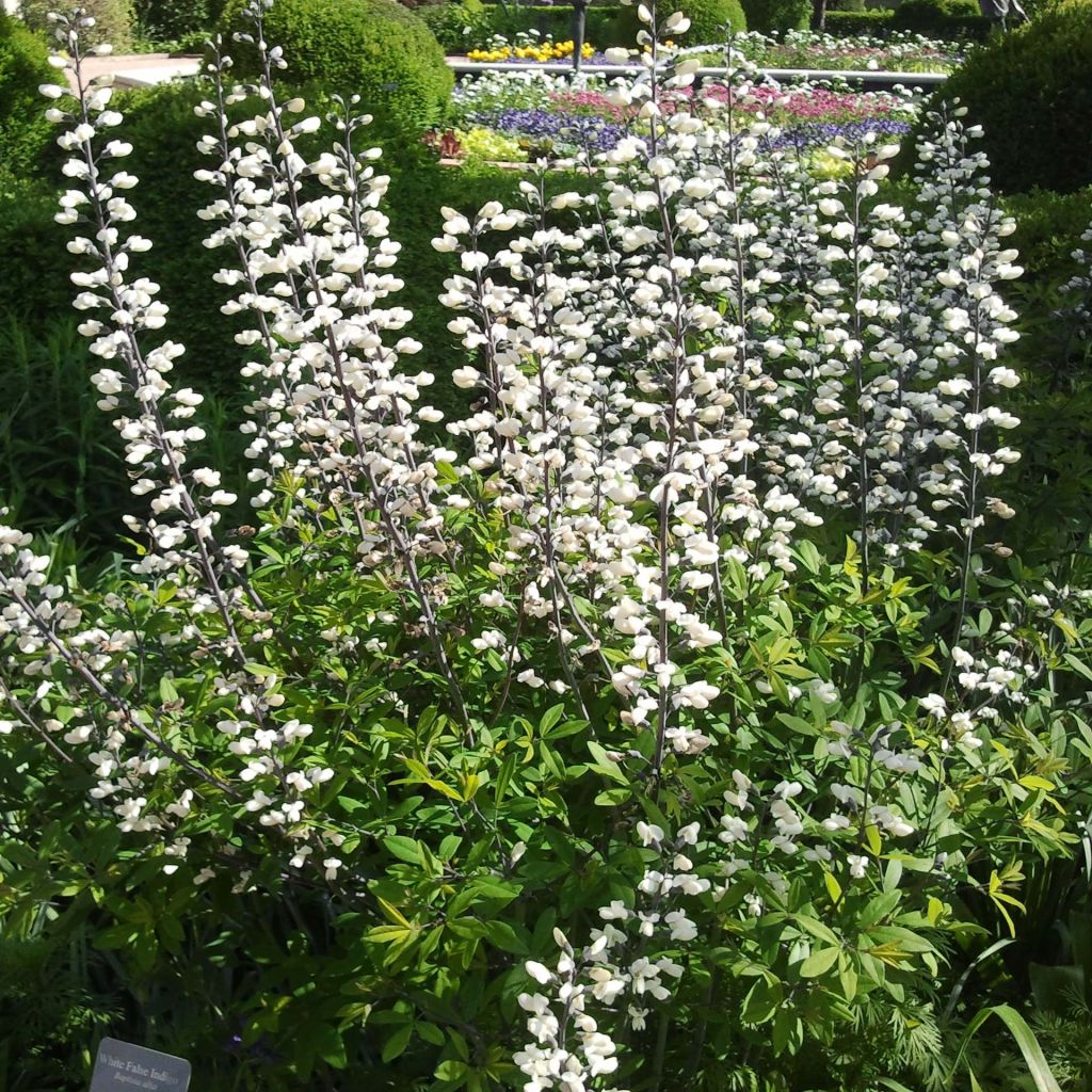 Etelänhernee - Baptisia alba