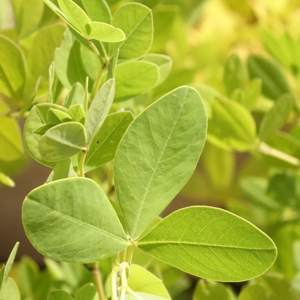 Etelänhernee - Baptisia alba