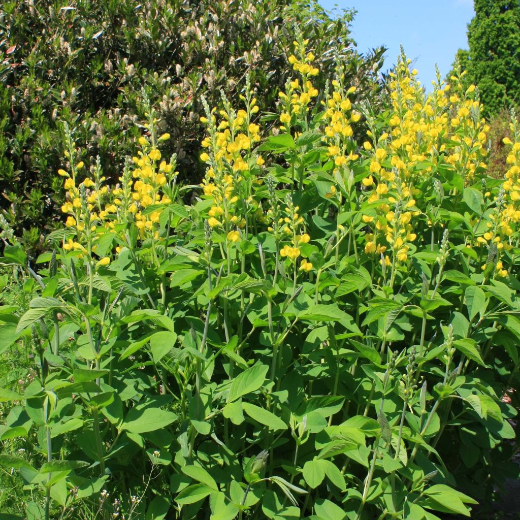 Etelänhernee - Baptisia sphaerocarpa