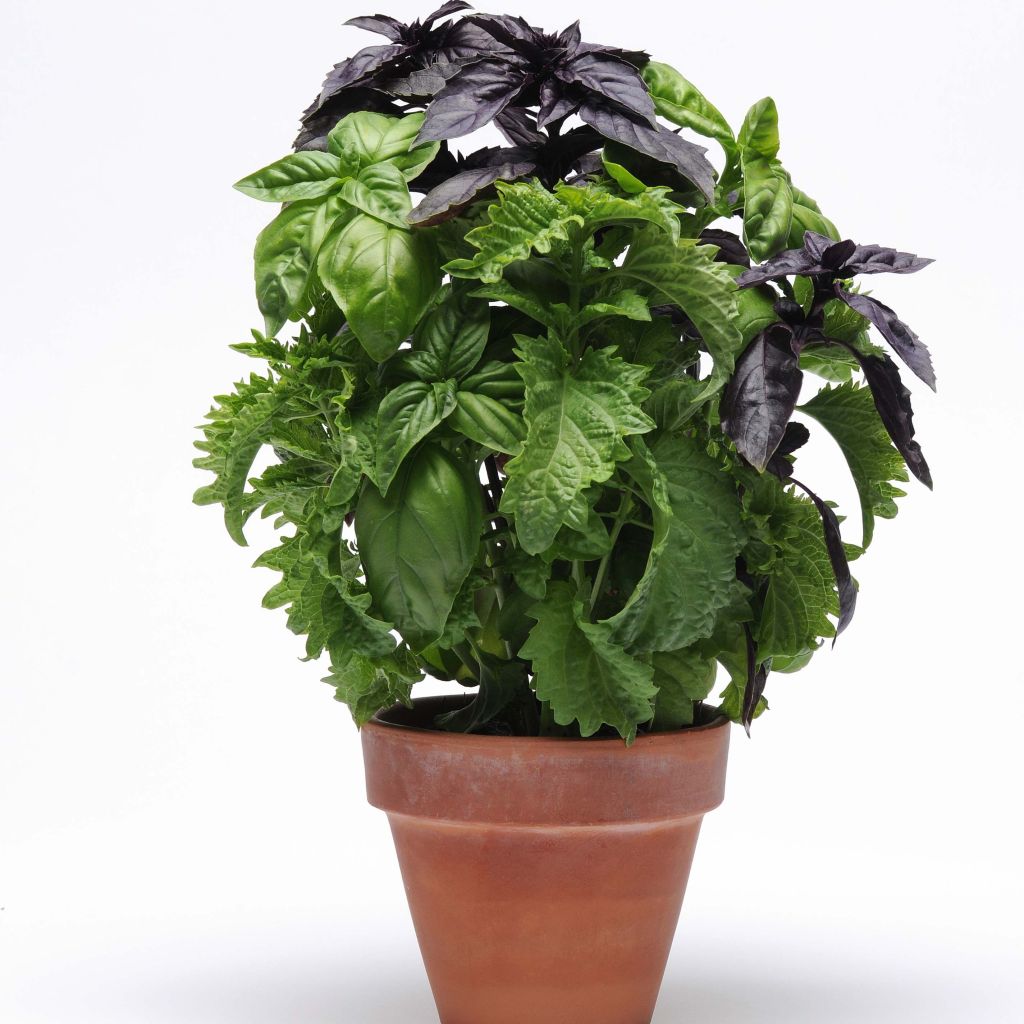 Maustebasilika Try Basil Fuseables