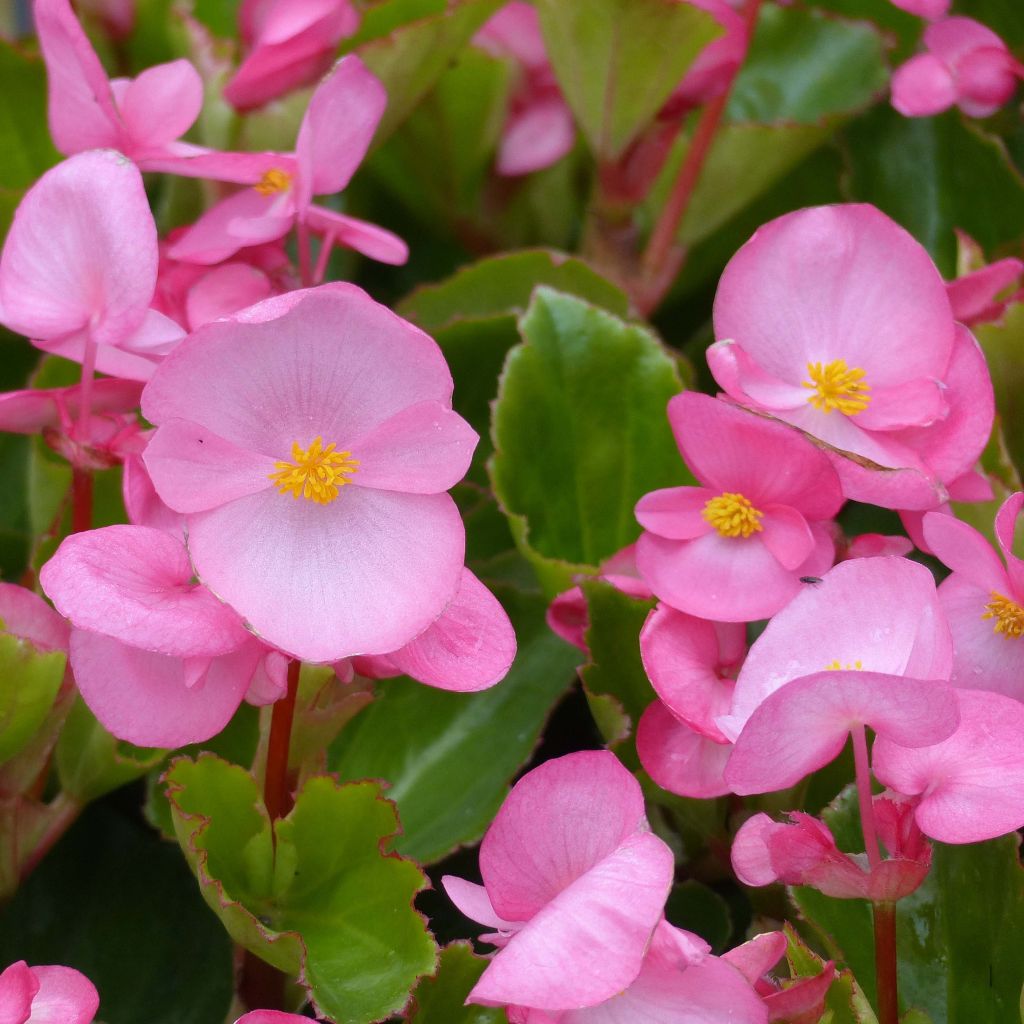 Kesäbegonia Big F1 Pink Green Leaf