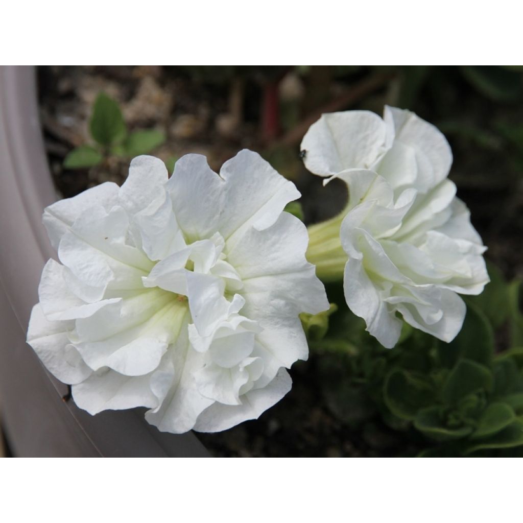 Mukulabegonia Blanc