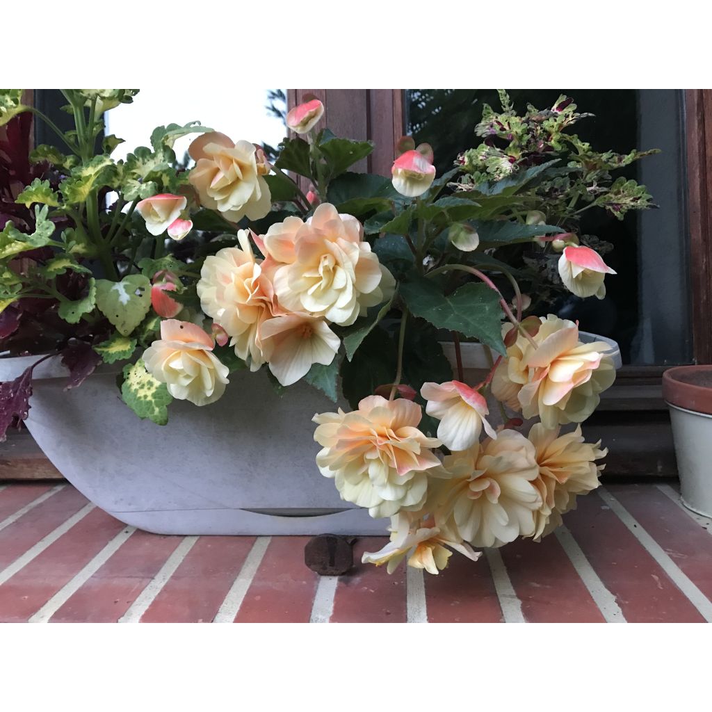 Riippubegonia Begonia Chardonnay