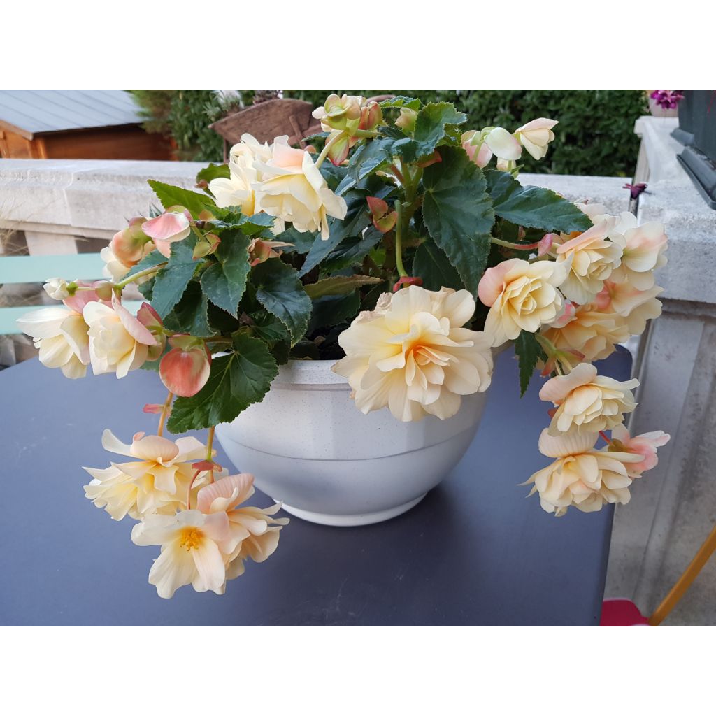 Riippubegonia Begonia Chardonnay