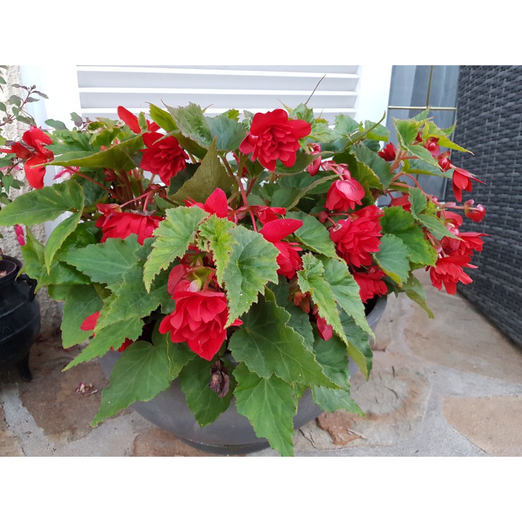Riippubegonia Illumination Ecarlate