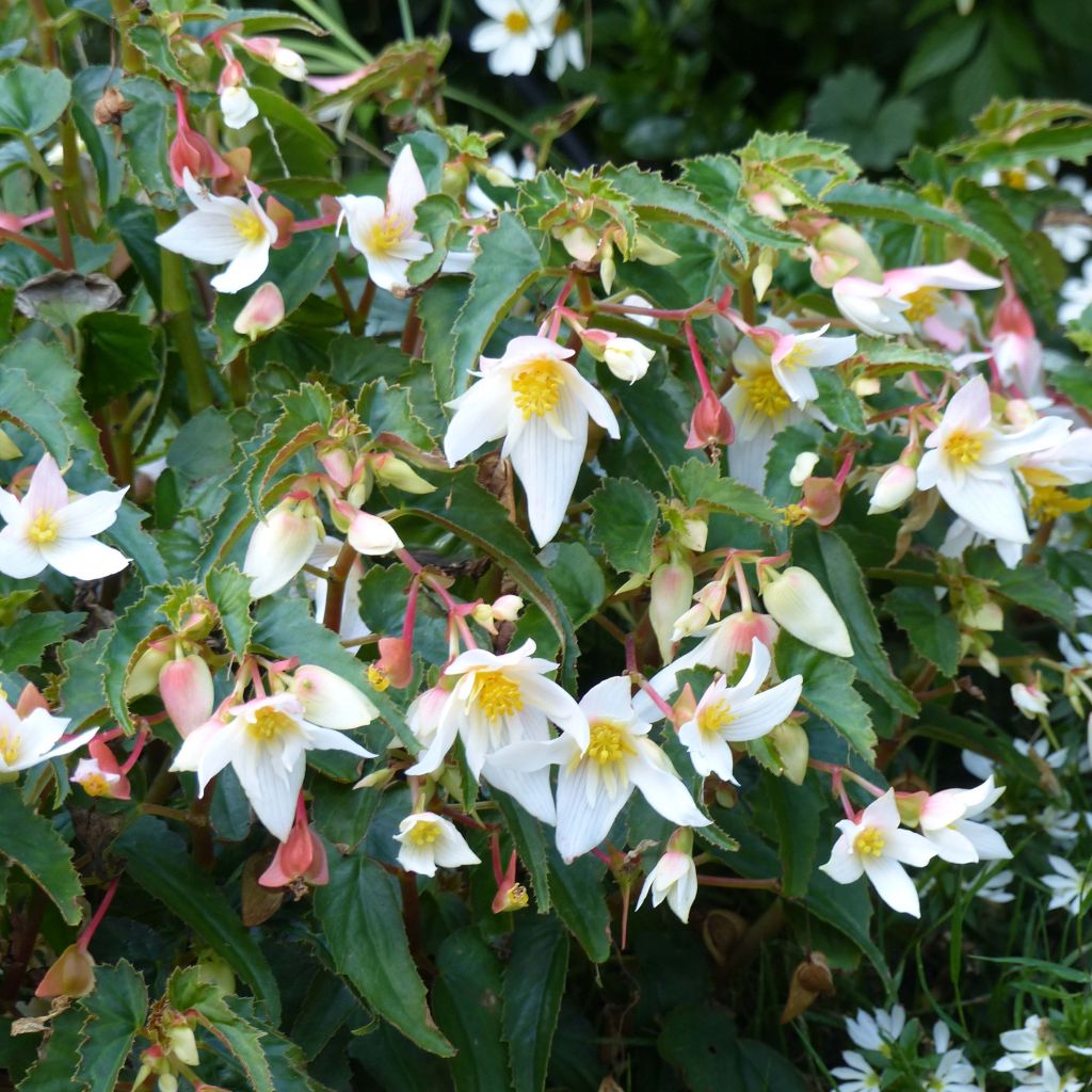 Riippubegonia Summerwings White Elegance