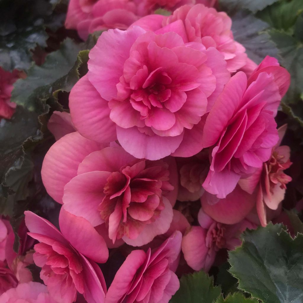 Kesäbegonia Sunbrero Pink