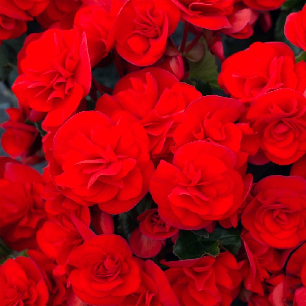 Kesäbegonia Sunbrero Red