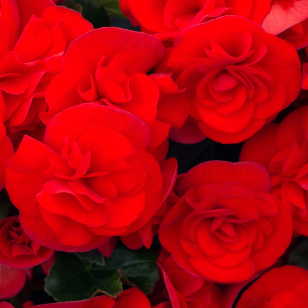 Kesäbegonia Sunbrero Red