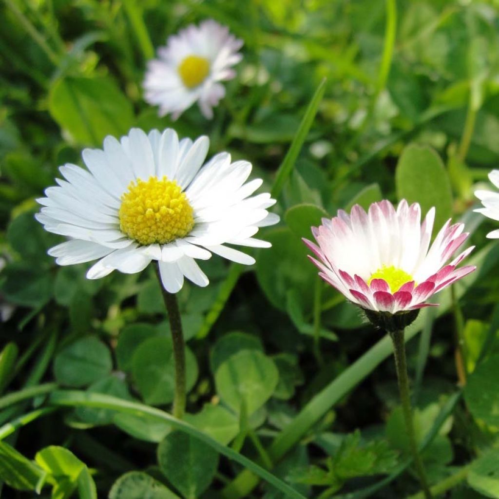 Kaunokainen (siemenet) - Bellis perennis