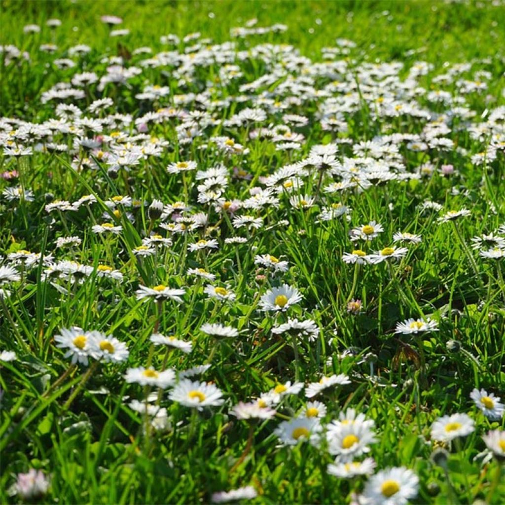 Kaunokainen (siemenet) - Bellis perennis