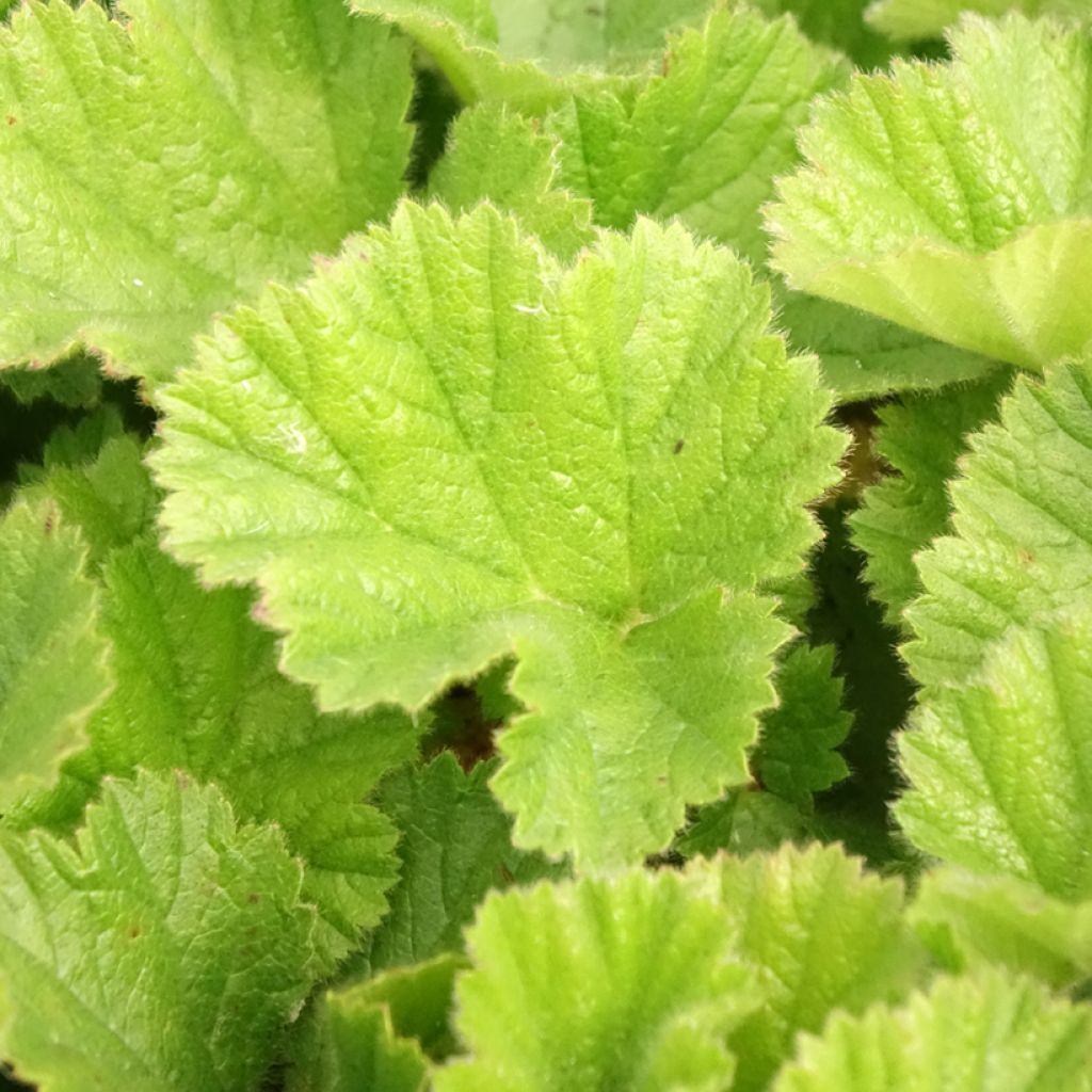 Tarhakellukka Sigiswang
