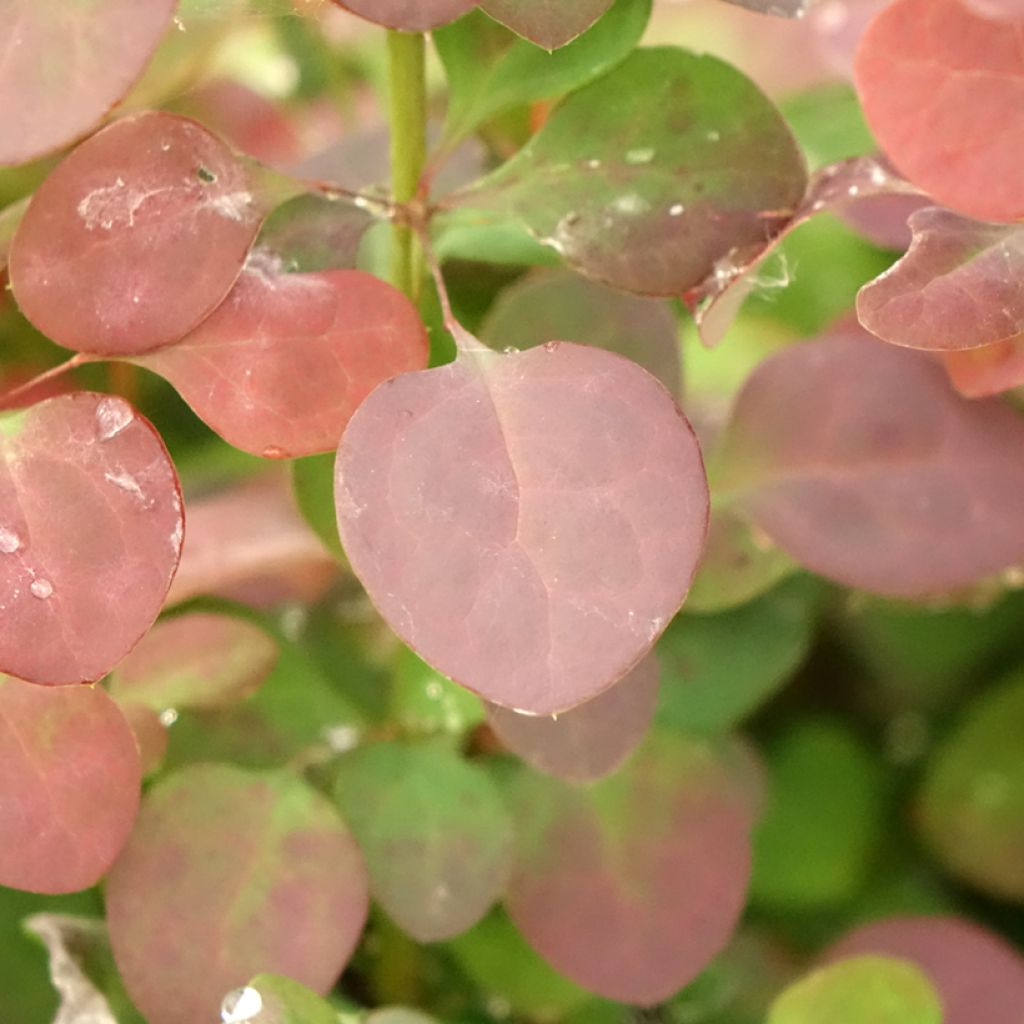 Japaninhappomarja Atropurpurea