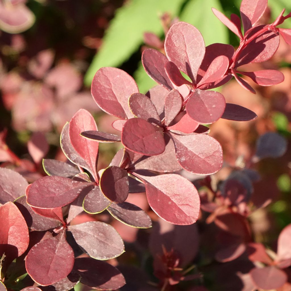Japaninhappomarja Atropurpurea