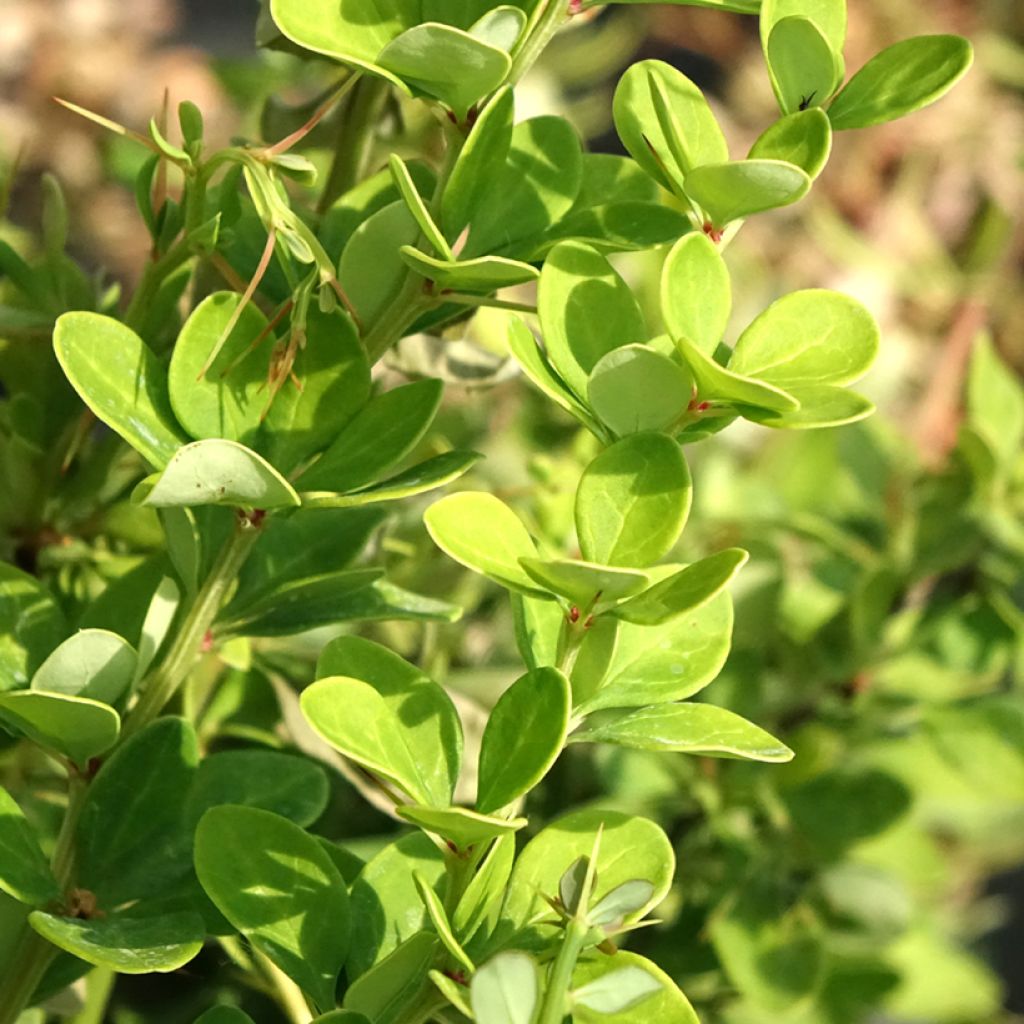 Japaninhappomarja Erecta